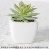 Suculentas Simuladas Personalizadas Cerámica Bonsái Plantas Verdes Escandinavas Adornos Hogar Interior Sala de Estar Flores Falsas Suculentas Plantas en Maceta