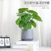 Lujo Ligero Estilo Escandinavo Planta Potos Simulada Bonsái Flores Artificiales Adornos Hoja de Tortuga Maceta Mesa Decoraciones de Flores Falsas