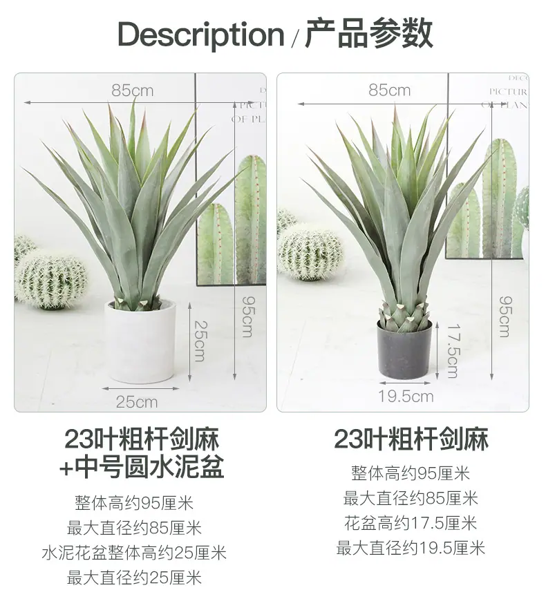 23叶粗杆剑麻_05.jpg