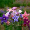 180 Variedades de Sementes de Flores Não Repetitivas, Fáceis de Cultivar em Todas as Estações, Podem Afastar Mosquitos, Adequadas para Varandas Internas e Externas, Distribuição Transfronteiriça