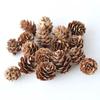 Decoración de Piña Árbol de Navidad Muestra de Piña Ramas de Flores Secas Jardín de Infancia Piña DIY Muestra de Fruta Seca Real
