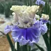 Semillas de rizomas de iris de flor azul, semillas de flores de bulbo, fáciles de cultivar y florecen todo el año, adecuadas para paisajismo de jardines y plantas en maceta