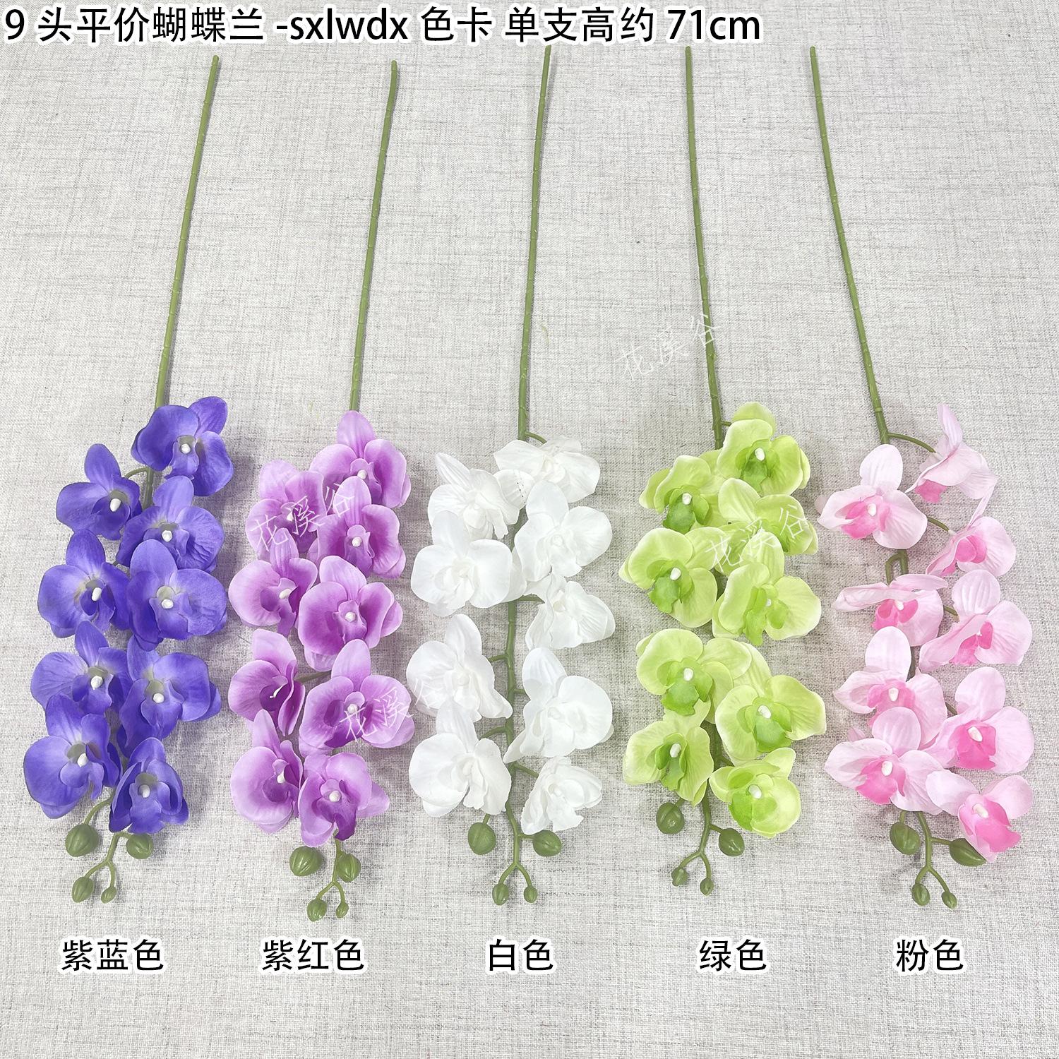 9头平价蝴蝶兰-sxlwdx 色卡 花溪谷.jpg