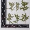 Folha pontiaguda Absinto flor real em relevo crianças ensinando planta espécime elemento material cola cola seca concha do telefone móvel diy