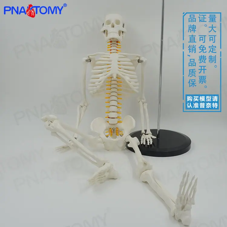 85cm神经骨骼01