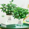 Planta Monstera en Maceta Flor de Interior Hidropónica Escritorio Flores Frescas Vegetación Perenne Fácil de Cuidar Árbol del Dinero