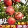 Precio al por mayor de Manzanas Azucaradas Fuji Rojas de la Montaña Daliang, Crujientes y Dulces, Fruta Fresca de Temporada