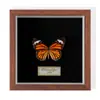 Especimen de Mariposa Real Colgante de Madera Estilo Nórdico Simple Moderno Regalo de Cumpleaños Marco de Fotos de Madera Simple