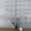 Tocones de Árbol Muerto Ramas Modelo Microscópico Escena Fabricación Suministros para Mascotas Base de Figura Embellecimiento de Fondo Decoración Obstáculo