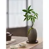 Árvore da Fortuna Pequena em Vaso Florais Nativos Forma Interessante Árvore da Fortuna Sala de Estar Mesa Plantas Verdes Interior Fortuna Escritório