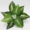Fabricante Original, Plantas Simuladas, Flores Falsas de Plástico, Accesorios para Paredes de Plantas, Hojas con Sensación Pegajosa, Hojas de Tortuga, Rábano Verde