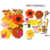 Bolsa de Flores Secas para Manualidades con Flores en Relieve, Marcapáginas de Flores en Relieve, Bolsa de Flores en Relieve, Material para Pintura en Relieve, Pegamento para Flores Reales, Hojas Secas
