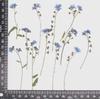 Capa de Celular de Epóxi Adesivos para Unhas Rosto Atividade de Artesanato Infantil Materiais Flores Secas Não-Me-Não Espécimes de Plantas Naturais