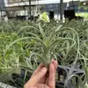 Venda Direta da Fábrica Orquídea do Ar Planta Aérea Planta Sem Solo Vermelho Amarelo Verde Elfo Barba de Velho Medusa Atacado