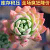 Planta Suculenta de Balcón en Maceta Premium Rosa Huevo de Durazno Montaña Rosa Planta Verde de Interior para Escritorio Jade Nevado Rocío de Jade
