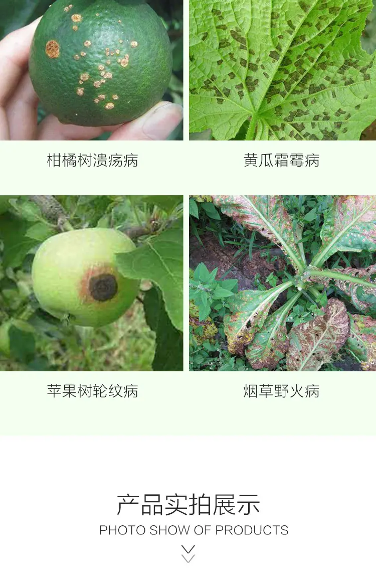 波尔多液_04.jpg
