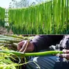 Verduras Premium Auténticas de Granja, Verduras Deshidratadas para Comidas, Alta Calidad, Sin Aditivos, Verduras Frescas Deshidratadas, Especial para Hot Pot