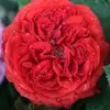 Rosas Trepadoras de 1.5 m con Aroma Fuerte, Plantas Trepadoras para el Jardín, Rosas en Maceta de Floración Multitemporada que Florecen Todo el Año