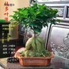 Mudas de Bonsai de Tronco de Árvore Perene de Quatro Estações Plantas de Interior Ginseng Banyan Ficus de Folha Pequena Árvore em Vaso Novo Trigo Artificial Resistente ao Frio Taibo