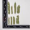 Folha de acácia flor seca folha seca relevo relevo espécime de planta faça você mesmo material feito à mão gota de cristal cola selada