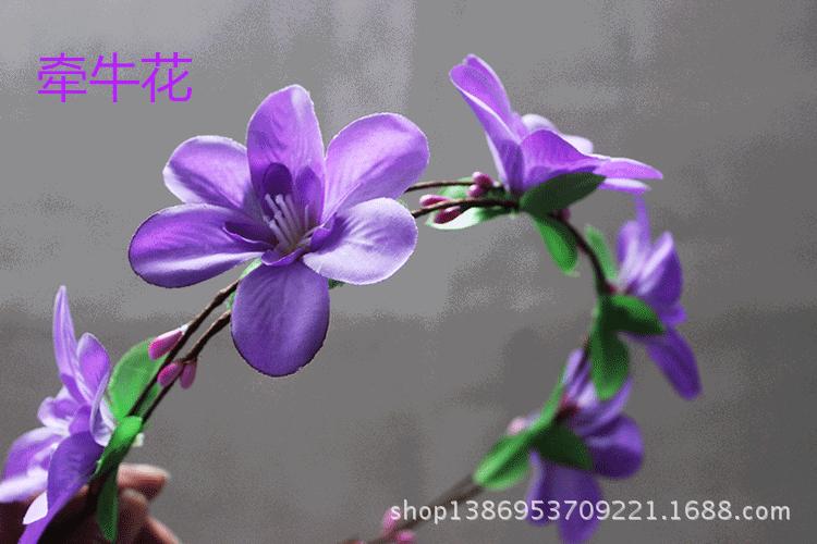 牵牛花7