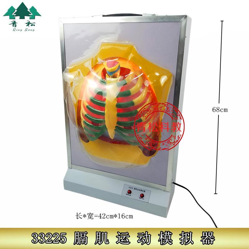 电动膈肌运动模型_副本