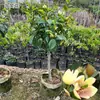 Plántulas de Flor Sonriente Plantas en Maceta Plántulas de Árboles Fragantes Plantas Perennes Todo el Año Patio Balcón Interior y Exterior Bonsái Plantas Verdes