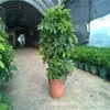 Pé de pato madeira Auceba lótus árvore da fortuna oito direções para fortuna em vaso escritório sala de estar planta verde grande para absorver formaldeído boa árvore