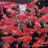 Pez Ángel Rojo Pez Ornamental Tropical Vivo Pez Ángel Peces de Acuario de Hierba Granja de Peces Venta Directa Pez Ángel Rojo Venta al por Mayor