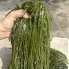 Alga Marinha Desfiada Salgada Fresca para Salada Fria, Caixa Atacado para Uso Comercial, Fios Finos, Especialidade de Dalian para Sopa de Restaurante, Produtos Não Secos