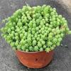 Sedum Chino Premium Hierba Buda Dorada Hierba Nieve Delgada Hierba Buda Hoja Dorada Maceta Planta Cubresuelos Flor Resistente al Frío Hierba Espejo