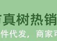 巴西铁树