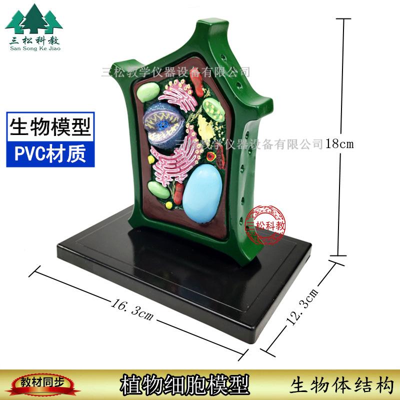 植物细胞模型1_副本