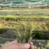 Venda Direta da Fábrica Orquídea do Ar Planta Aérea Planta Sem Solo Vermelho Amarelo Verde Elfo Barba de Velho Medusa Atacado