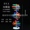 Fabricante 33307 Componente del modelo de estructura de doble hélice de ADN Equipo de experimentación biológica de escuela secundaria Instrumento de enseñanza