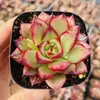 Base de planta suculenta autoproducida y autovendida al por mayor suculentas pequeñas combinación de flores plantas en maceta plantas carnosas Lithops Haworthia