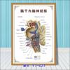 Diagrama esquemático do sistema de anatomia visceral humana, gráfico de parede de publicidade médica, diagrama da estrutura do coração do órgão humano, pôster do hospital