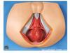 Modelo de Perineo Femenino Modelo: Yj/Jj1306, Modelo Anatómico Parcial del Cuerpo Humano