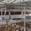 Equipamento totalmente automático para criação de frangos em piso com linhas de ração e água, equipamento automático de alimentação para frangos de corte, fabricante de equipamento para criação de frangos em piso