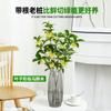 Sementes de Osmanthus Hidropônico em Vasos com Botões e Fragrância Forte para Interior, Escritório, Mesa, Cultivo em Água o Ano Todo