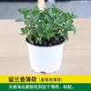 Planta Repelente de Mosquitos en Maceta Interior y Exterior Geranio Fragante Plántulas Menta Matamosquitos Planta Verde Anti-Mosquitos y Repelente de Mosquitos
