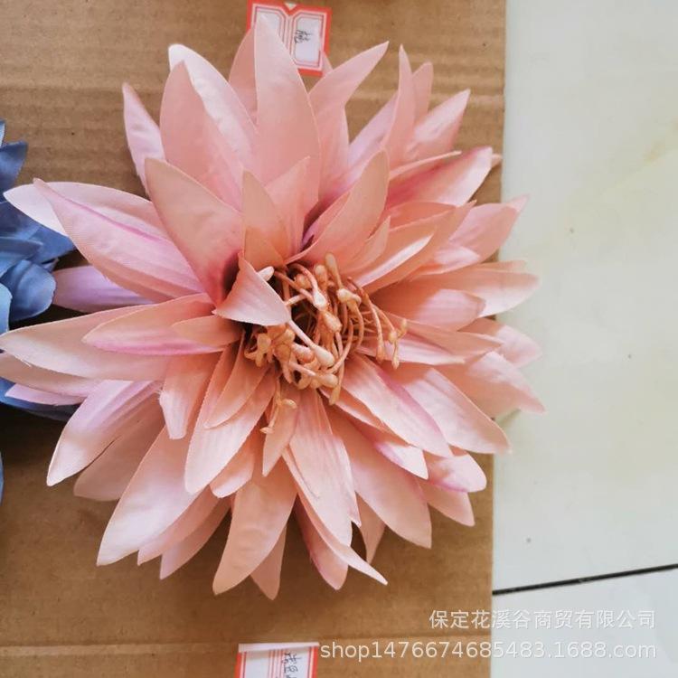 3头大爪菊-浅豆沙