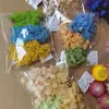 Bolsas de Porciones Pequeñas de Flores Secas, Flores Conservadas, Abanicos Hechos a Mano para DIY, Arreglos Florales Flotantes, Actividades de Team Building, Pegamento, Pinzas