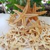 Varias Estrellas de Mar Naturales Materiales Hechos a Mano DIY Conchas Naturales Accesorios de Joyería Ventas Directas de Fábrica