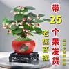 Árbol Bodhi pequeño en maceta con fruta, bonsái estilo Zen para interior, planta verde para escritorio de oficina y sala de estar