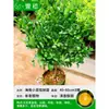 Mudas Pequenas de Limão Laranja Verde de Hainan Mudas de Semente de Limão Kumquat Em Vasos Sala de Estar Interna Varanda Árvore Frutífera Mudas de Frutas o Ano Todo