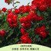 Rosa Grande Muda Flor de Rosa Muda Trepadeira Rosa Floresce em Todas as Estações Flores Extra Grandes Fragrância Forte Planta Trepadeira Rosa Flor de Parede Rosa Planta em Vaso
