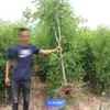 Árbol de Calabaza y Azufaifo de una Pieza para Envío Directo en Patios del Norte y del Sur, Plántulas de Azufaifo Extra Grandes Crujientes y Dulces, Plántulas de Fruta Injertadas en Maceta