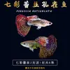 Peixe Guppy, Peixe Tropical, Peixe Ornamental Pequeno, Reprodução, Fêmeas Grávidas, Prontas para Dar à Luz, Fácil de Criar, Resistente e de Vida Longa, Guppies