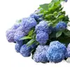 Semillas de Hortensia, Semillas de Flor Endless Summer, Plantas Perennes Resistentes al Frío y al Calor para Macetas de Patio y Balcón para Sembrar en Todas las Estaciones